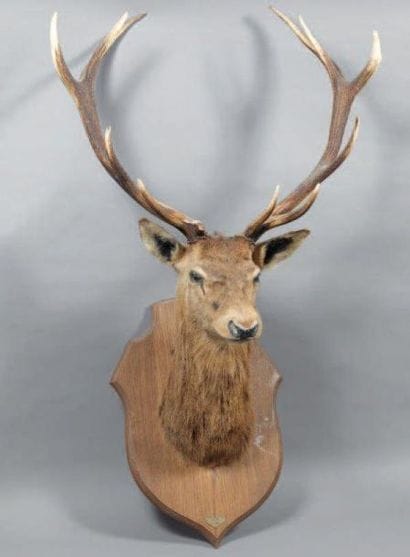 Tête de cerf 