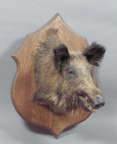 Tête de sanglier naturalisée (manque de ...