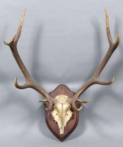 Massacre de cerf 