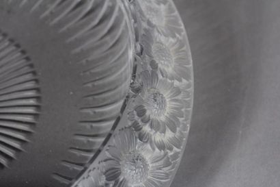 René LALIQUE (1860-1945) Daisy
Cup. Proof...