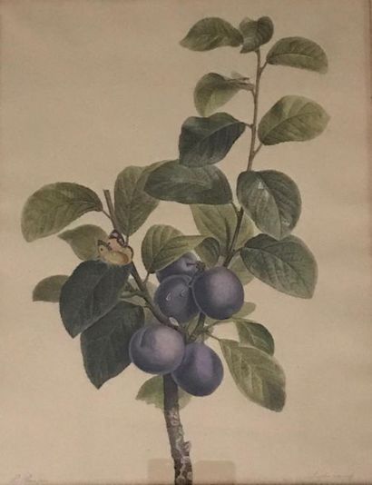 Quatre lithographies sur les fruits et quatre...