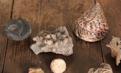 Lot de coquillages