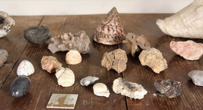 Lot de coquillages