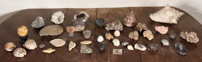 Lot de coquillages