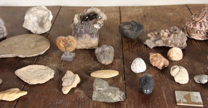 Lot de coquillages