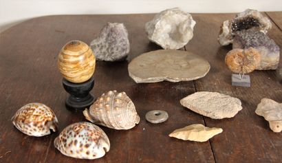 Lot de coquillages