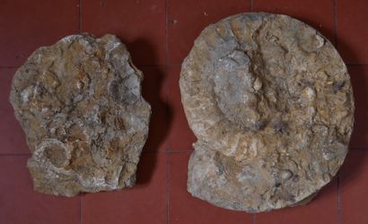 Deux amonites 

D : 30 - 36 (accidentées...