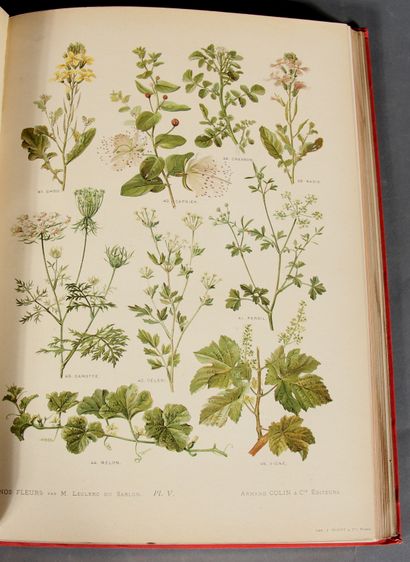 LECLERC DU SABLON. 

Our flowers. Useful...