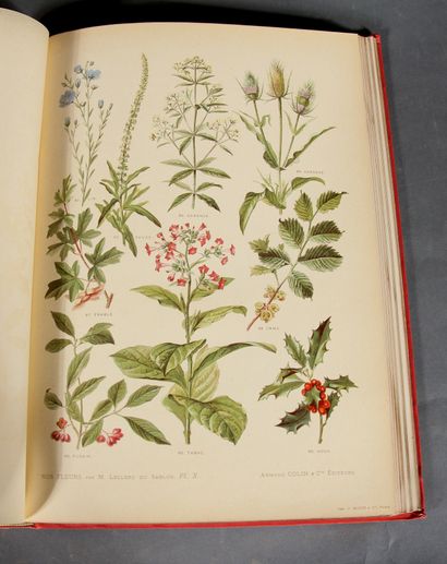 LECLERC DU SABLON. 

Our flowers. Useful...