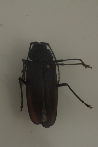 Lot of beetles in three boxes