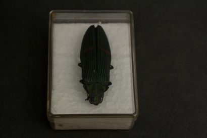 Lot of beetles in three boxes