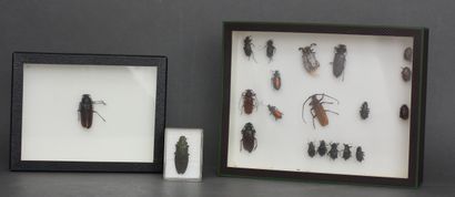 Lot of beetles in three boxes