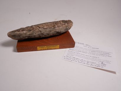 Fossile.


L : 22 cm. (Cassé et recollé)...