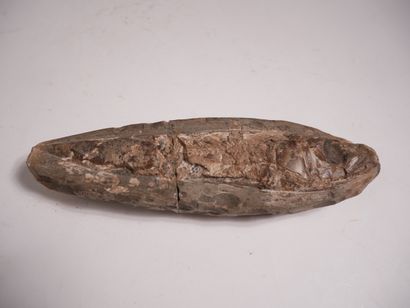 Fossile.


L : 22 cm. (Cassé et recollé)...