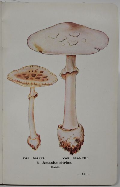 MYCOLOGY
. Georges MASSEE. 
- Monograph of...