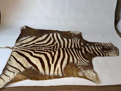 Zebra skin (Worn). 260 x 190 cm.