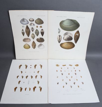 Set of plates depicting mollusks and other...