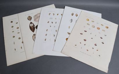 Set of plates depicting mollusks and other...
