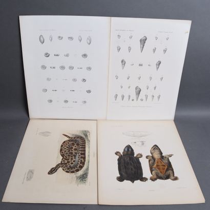 Set of plates depicting mollusks and other...