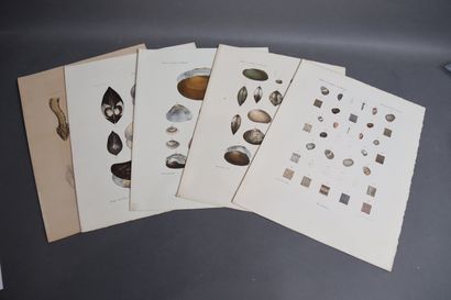 Set of plates depicting mollusks and other...