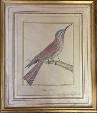 MARTINET, after
- Chinese Kingfisher
- Nubian...