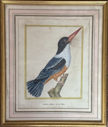 MARTINET, after
- Chinese Kingfisher
- Nubian...