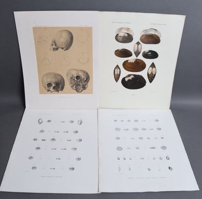 Set of plates depicting mollusks and other...