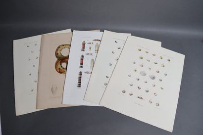 Set of plates depicting mollusks and other...
