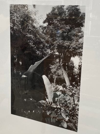 Les jardins de la Villa Majorelle
Suite de...