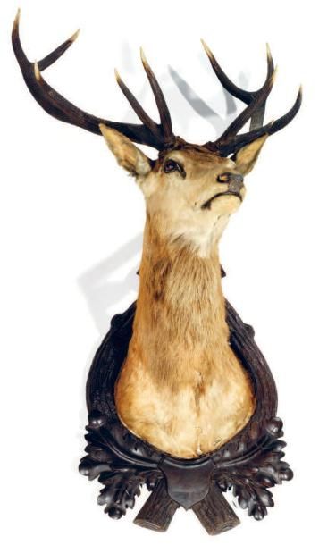 Cerf élaphe (CH): ancienne taxidermie d'un...
