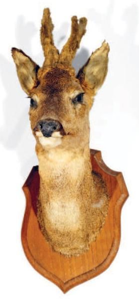 Chevreuil d'Europe (CH): taxidermie ancienne...