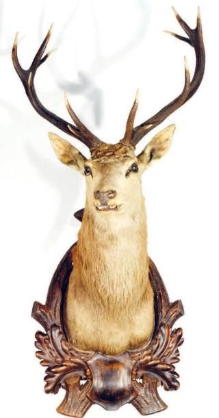 Cerf élaphe (CH): ancienne taxidermie d'un...