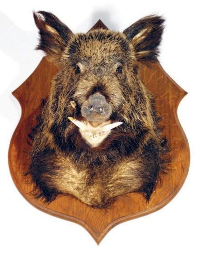 Sanglier d'Europe (CH): très belle taxidermie...