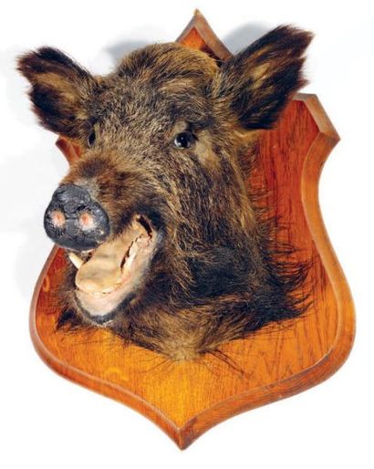 Sanglier d'Europe (CH): taxidermie ancienne...