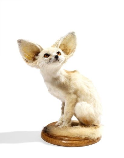 Continent africain
Fennec (II/B) Vulpes ...