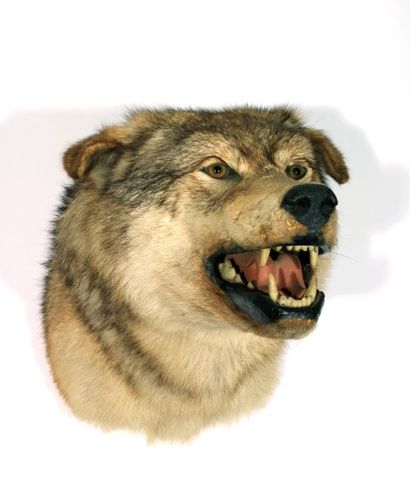 Continent américain
Loup gris (II/A): tête...