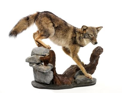 Continent américain
Coyote (CH): très beau...