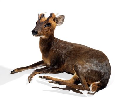 Continent asiatique
Cerf muntjac: position...