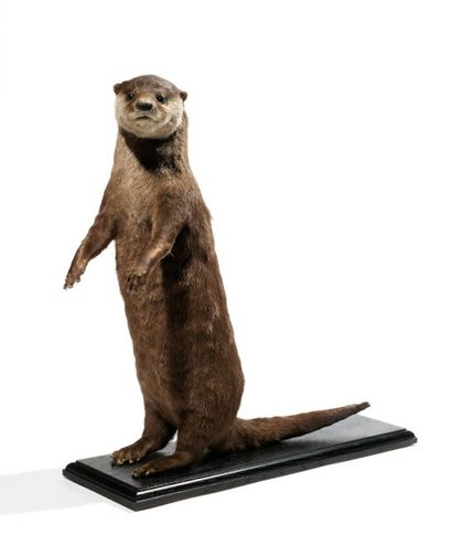 Divers continents
Loutre d'Asie (II/B): position...