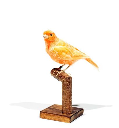 Spécimens aviens anciens et récents
Canari...