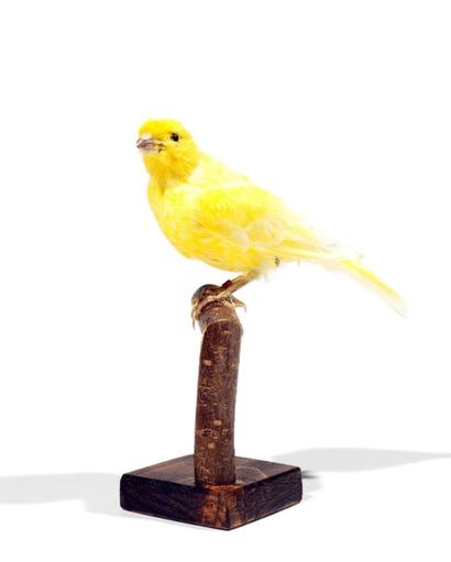 Spécimens aviens anciens et récents
Canari...