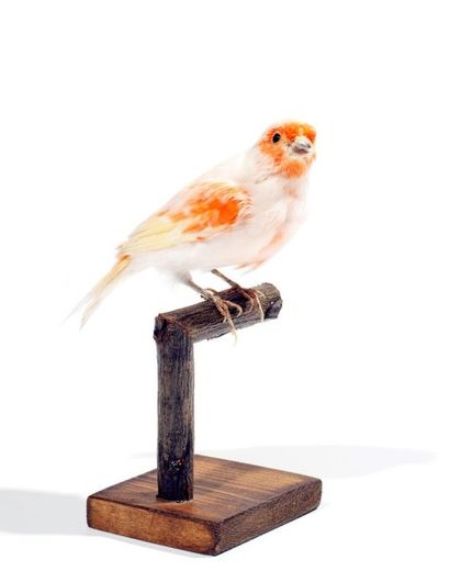 Spécimens aviens anciens et récents
Canari...