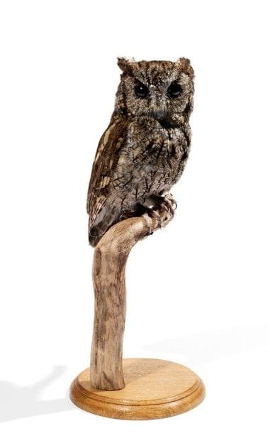 Spécimens aviens anciens et récents
Hibou...