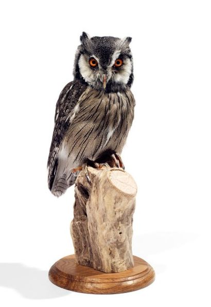Spécimens aviens anciens et récents
Hibou...