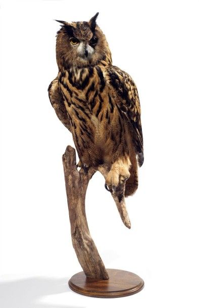 Spécimens aviens anciens et récents
Hibou...