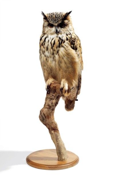 Spécimens aviens anciens et récents
Hibou...