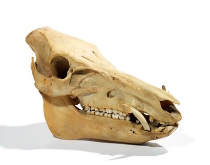 Ostéologie
Sanglier d'Europe (CH): crâne...