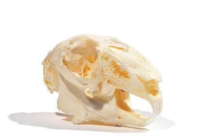 Ostéologie
Lièvre d'Europe (CH): crâne complet...