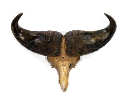 Ostéologie
Buffle caffer (CH): beau massacre...
