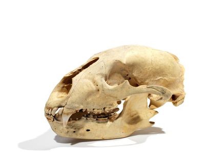 Ostéologie
Ours noir (II/B) pré-convention:...